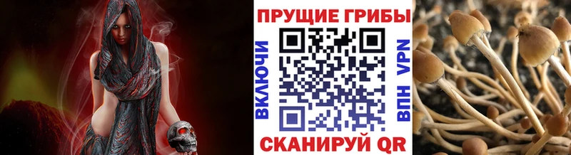 kraken сайт Липецк Псилоцибиновые грибы Psilocybine cubensis где можно купить